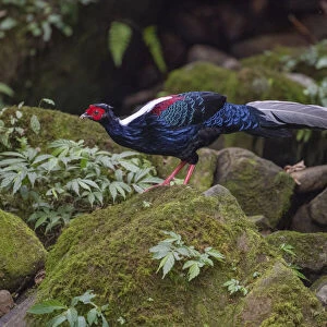 Phasianidae Collection: Swinhoes Pheasant