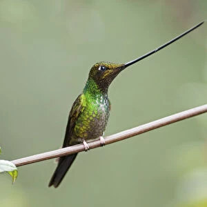 Sword billed hummingbird (Ensifera ensifera) profile showing beak is longer than body