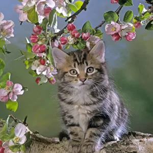 Tabby kitten in spring with apple blossom