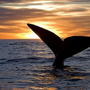 Tail of Southern right whale (Eubalaena australis) at sunset, Golfo Nuevo, Peninsula Valdes