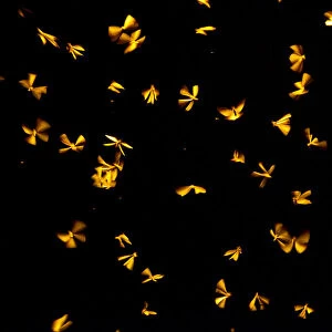 Termites (Isoptera) flying upwards towards a street lamp, India
