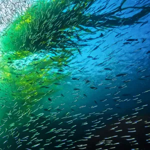 Thousands of Pacific Sandlance (Ammodytes hexapterus) swim overhead