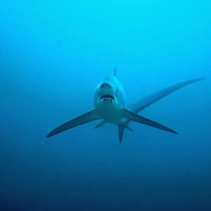 Thresher shark (Alopias pelagicus) swimming over seabed to be cleaned by cleaner wrasses