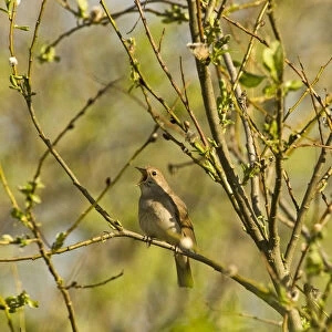 Thrush nightingale (Luscinia luscinia) in tree singing, Matsalu National Park, Estonia