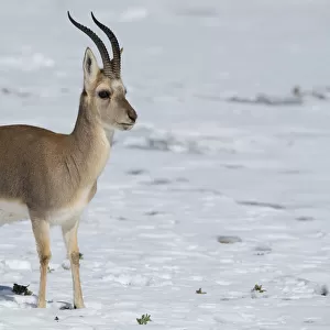 Tibetan gazelle / Goa (Procapra picticaudata) Keke Xili / Hoh Xil Nature Reserve