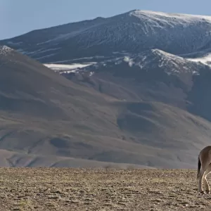 Tibetan Wild Ass (Equus kiang) with view of snow capped mountains behind, Tso Kar lake