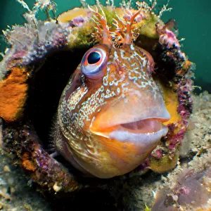 B Mounted Print Collection: Blenny