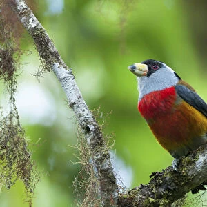 Toucan Barbets Collection: Toucan Barbet