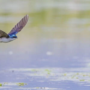 Tree swallow (Tachycineta bicolor) in fight over the Madison River, Montana, USA, June