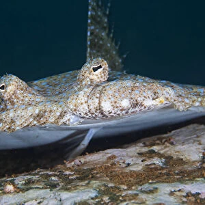 Tropical Flounder (Bothus mancus), Socorro Island, Revillagigedo Archipelago Biosphere