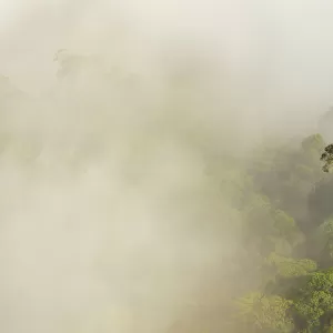 Tualang / Mengaris tree (Koompassia excelsa) emerging from canopy amongst cloud. Danum Valley