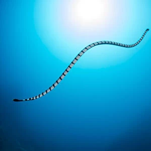 Sea Snake Photographic Print Collection: Yellow-Lipped Sea Snake