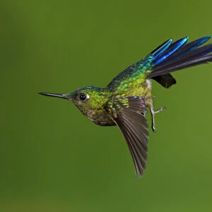 Violet-tailed sylph hummingbird (Aglaiocercus coelestis) in flight, about to land