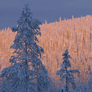 Virgin boreal forest, Muddus National Park, Lapland, Sweden