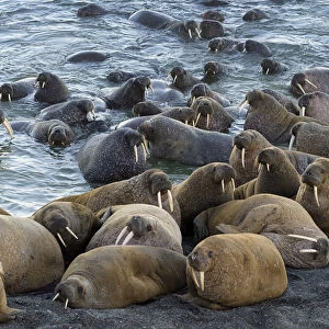 Walrus (Odobenus rosmarus) colony resting, Vaygach Island, Arctic, Russia, July