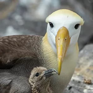 Waved albatross (Phoebastria irrorata) chick, aged two weeks, begging next to parent on nest. Punta Suarez, Espanola Island, Galapagos Islands, Ecuador