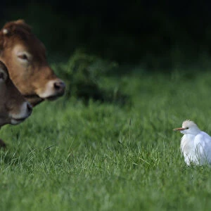 Herons Collection: Western Cattle Egret