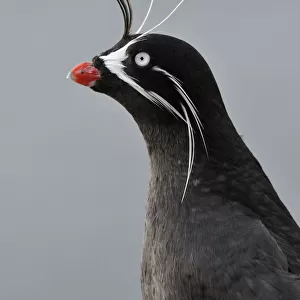 Auks Mouse Mat Collection: Whiskered Auklet