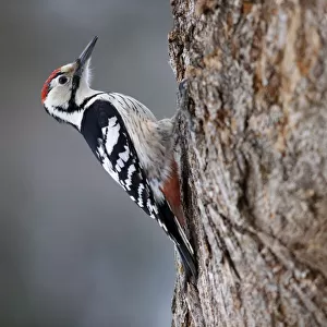 Woodpeckers Collection: White Backed Woodpecker