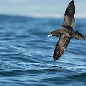 Petrels Collection: White Chinned Petrel