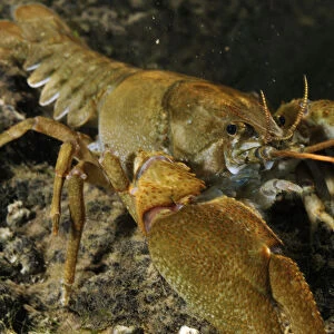 White clawed crayfish (Austropotamobius pallipes) on river bed, viewed underwater