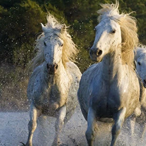 White horses of the Camargue, herd running through water, Camargue, Southern France