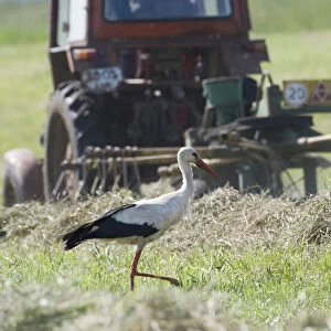 White stork (Ciconia ciconia) following tractor searching for insects amongst hay