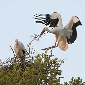 White stork (Ciconia ciconia) male landing with nest material and joining his mate