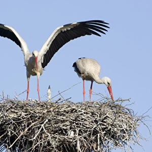 White stork (Ciconia ciconia) pair at nest site with chick, Lithuania, May 2009