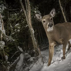 White-tailed deer (Odocoileus virginianus) camera trap image, New Brunswick, Canada