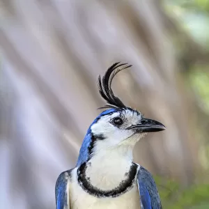 Crows And Jays Collection: White Throated Magpie Jay