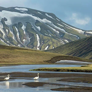 Whooper swan (Cygnus cygnus) in landscape of Landmannalaugar, Iceland, June