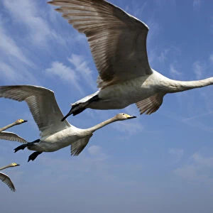 Whooper Swans {Cygnus cygnus} in flight against blue sky, captive, Somerset, UK