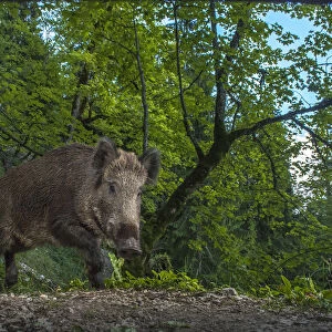 Wild boar (Sus scrofa) camera trap image in the Jura mountains, Switzerland, September