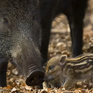 Wild boar (Sus scrofa) mother watching over tiny piglets, the Netherlands, April