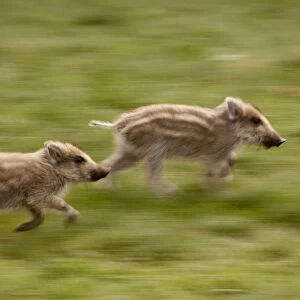 Wild Boar (Sus scrofa) piglets running. Black Forest, Germany, April
