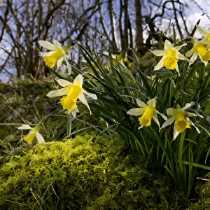 Wild daffodil {Narciccus pseudonarcissus} flowering in hazel woodland, Peak District National Park