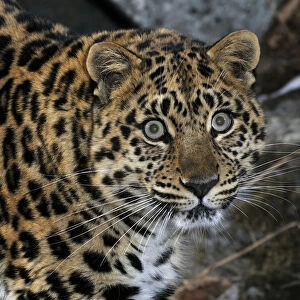 Wild female Amur leopard (Panthera pardus orientalis) looking up, Kedrovaya Pad reserve