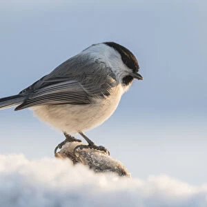 Willow tit (Parus montanus), in snow, Finland, February