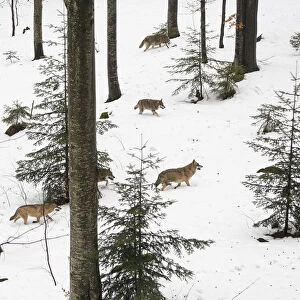 Wolf (Canis lupus) pack running in deep snow, captive in enclosure of the Bavarian