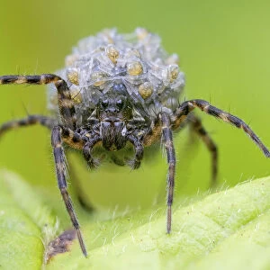 Wolf spider (Pardosa sp. ) carrying spiderlings on her back. UK