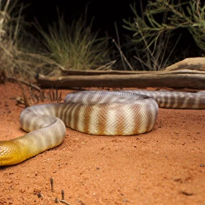 Desert Woma Python