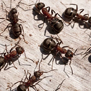 Wood ants (Formica rufa), Arne RSPB reserve, Dorset, England, UK, September