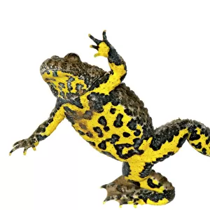 Nearctic Toads Acrylic Blox Collection: Western Toad