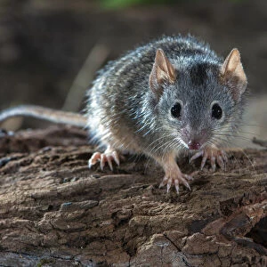 Dasyuridae Collection: Yellow-footed Antechinus