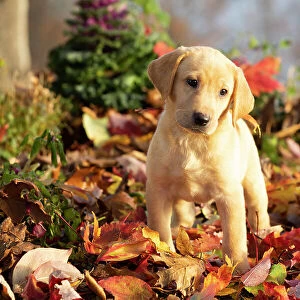 Yellow Labrador retriever puppy standing on autumn leaves, Haddam, Connecticut, USA. November