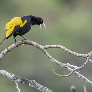 New World Blackbirds Collection: Yellow Rumped Cacique