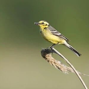 Yellow wagtail (Motacilla flava) adult perched with food for chicks, Lithuania, May 2009