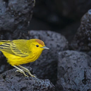 Yellow warbler (Setophaga petechia aureola) on lava rocks. Isabela Island, Galapagos