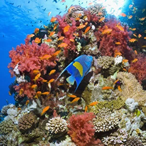 Yellowbar angelfish (Pomacanthus maculosus) swimming over coral reef with soft corals